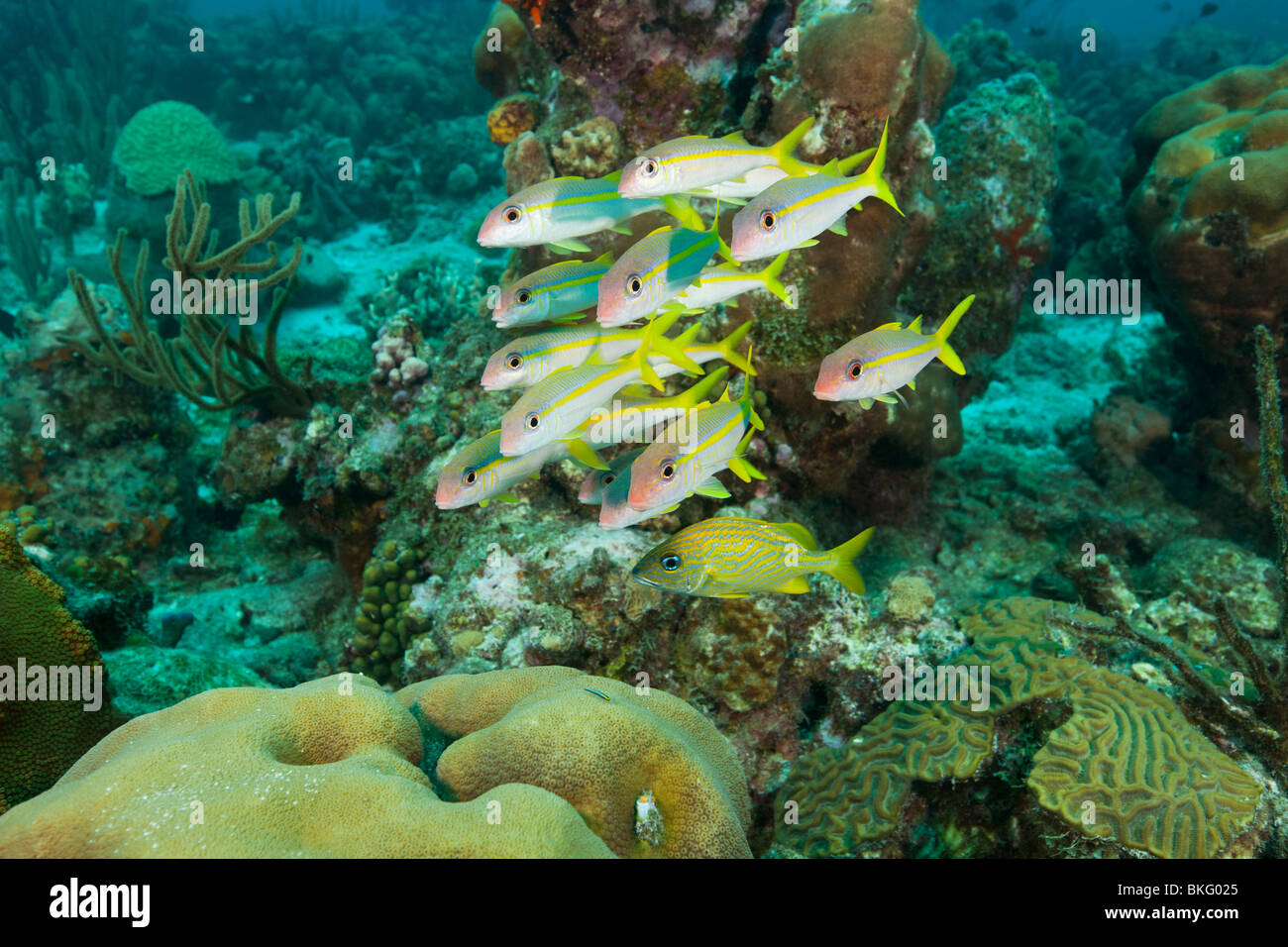 Yellow Goatfish (Mulloidichthys martinicus) and French Grunt (Haemulon flavolineatum) Stock Photo