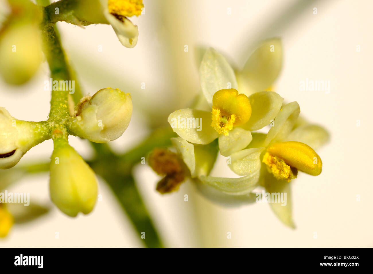 Flower racemes of an olive tree, Olea europaea, South Africa Stock Photo