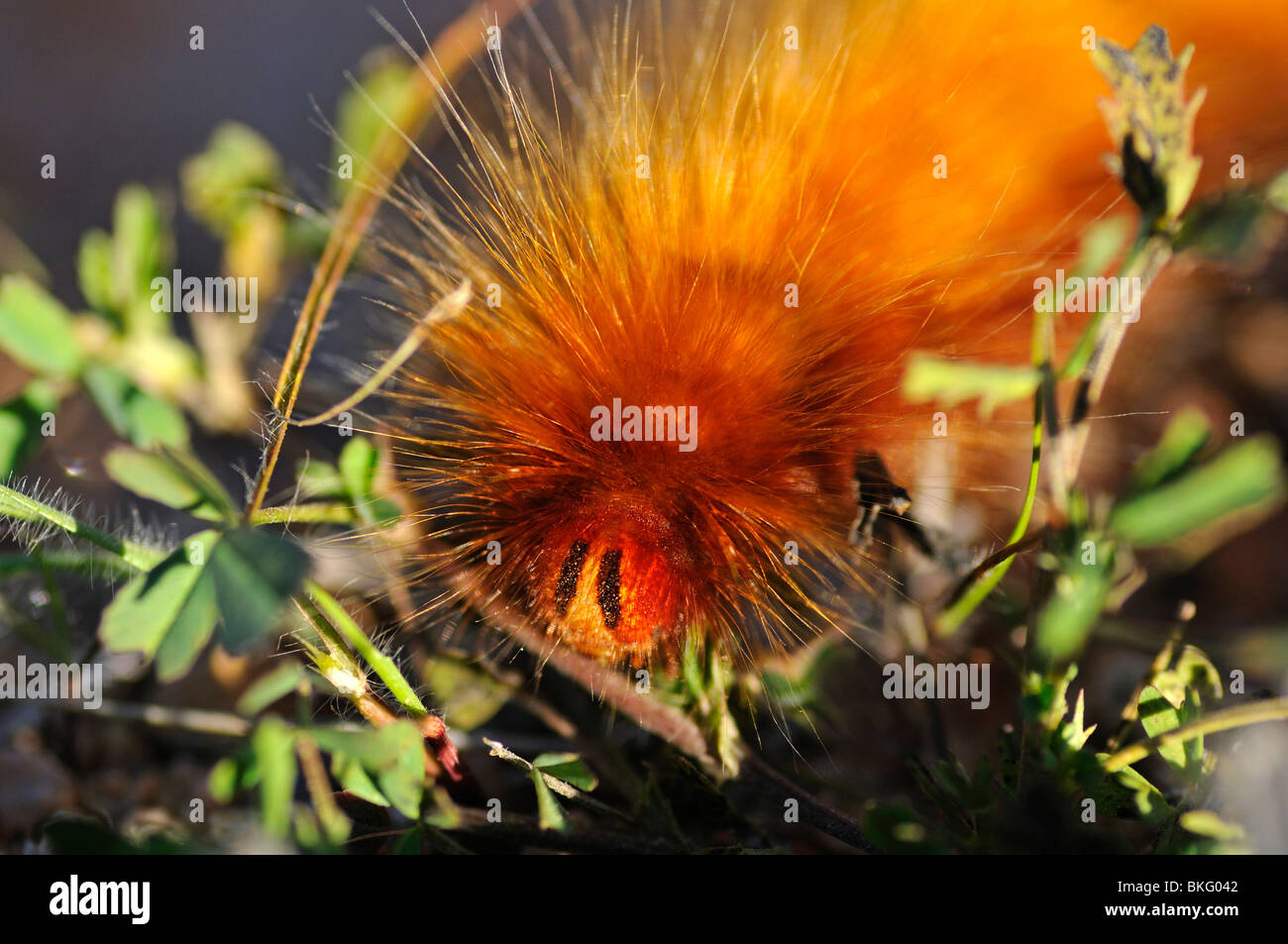 Hairy caterpillar brown moth hi-res stock photography and images - Alamy