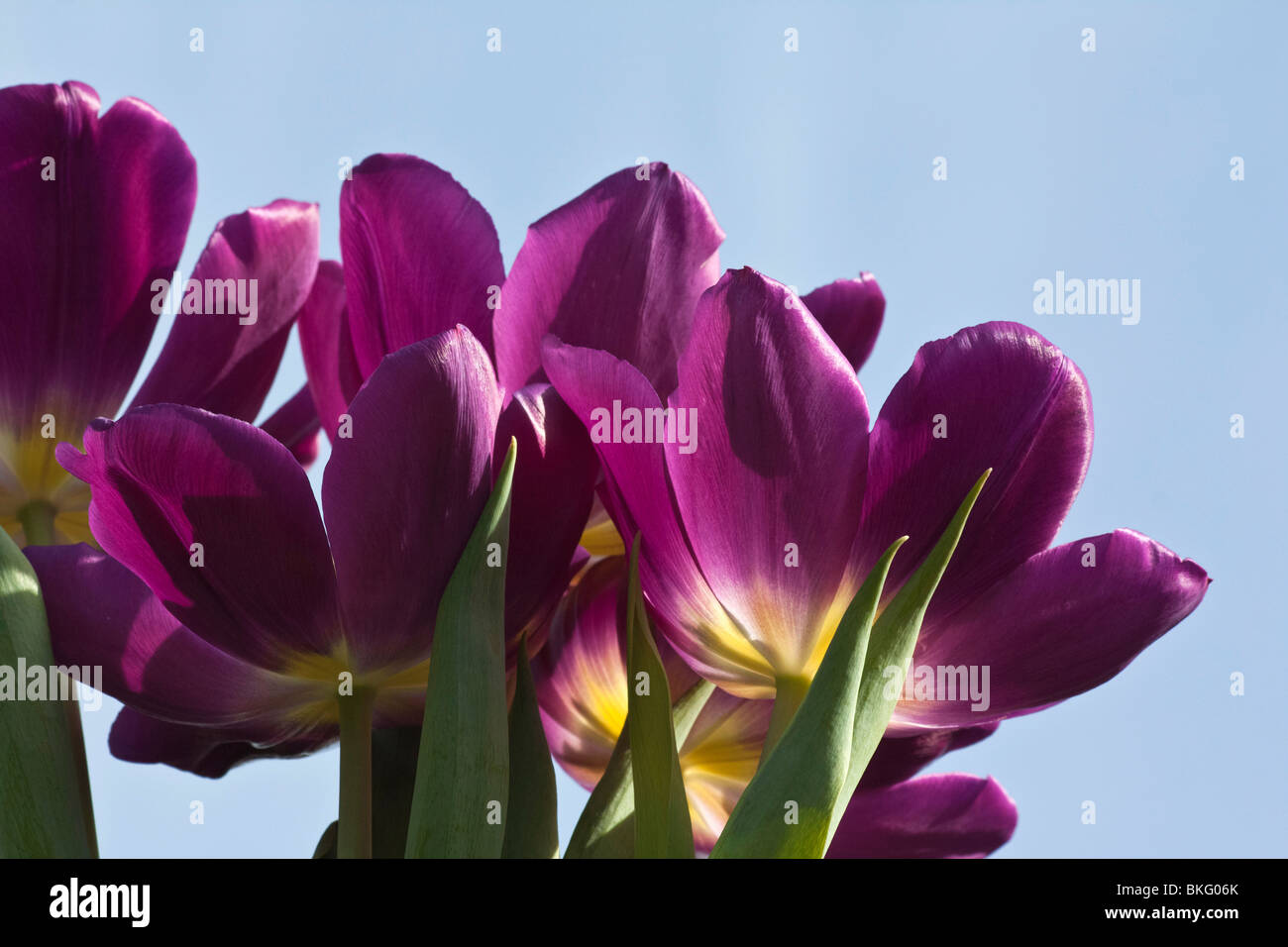 Purple blossoms of tulipa Burgundy flowers against blue sky background low angle still life colour wallpapers backgrounds luxury premium hi-res Stock Photo