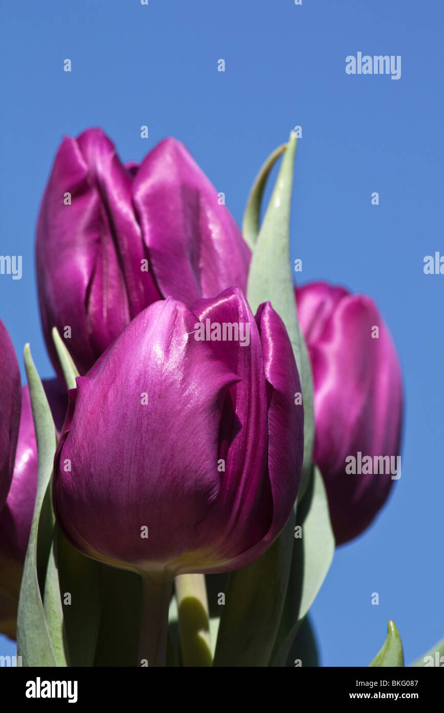 Purple blossoms of tulipa Burgundy flowers on blue sky background closeup macro still life nature wallpaper phone for mobile wallpapers hi-res Stock Photo