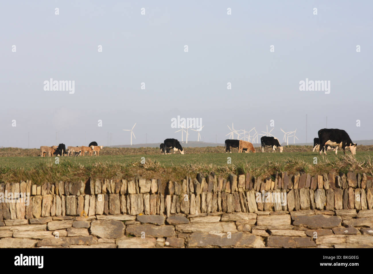 Cows in a field with Wind Turbines behind Stock Photo - Alamy