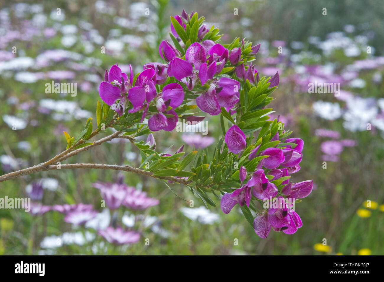 Cape milkwort (Polygala myrtifolia) flowers Mediterranean garden Spain native to South Africa Stock Photo