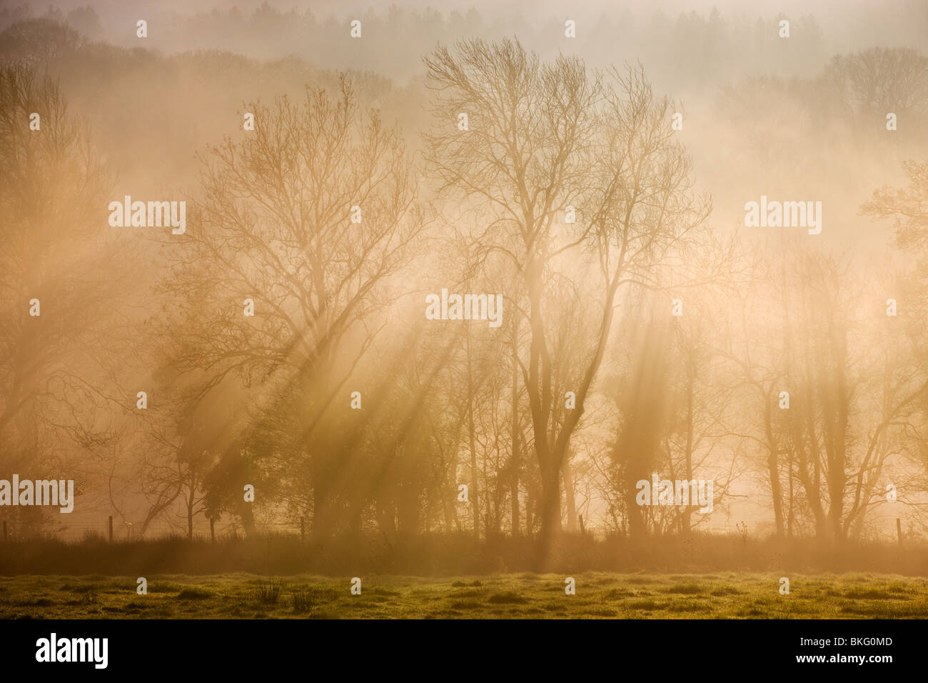 Sunlight bursting through mist covered trees, Near Okehampton, Devon, England. Winter (December) 2009 Stock Photo