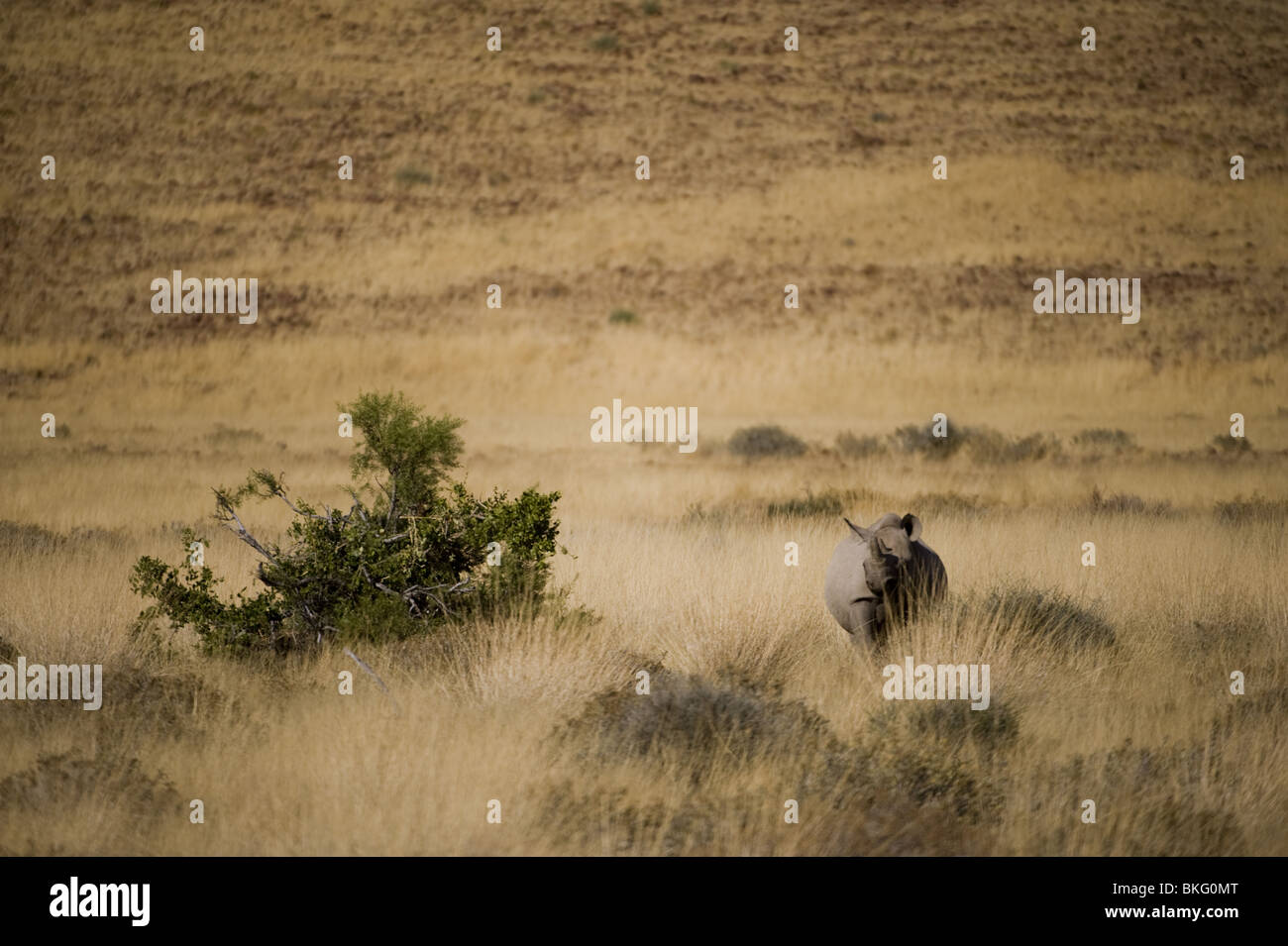 Black rhino, Palmwag concession, Namibia Stock Photo