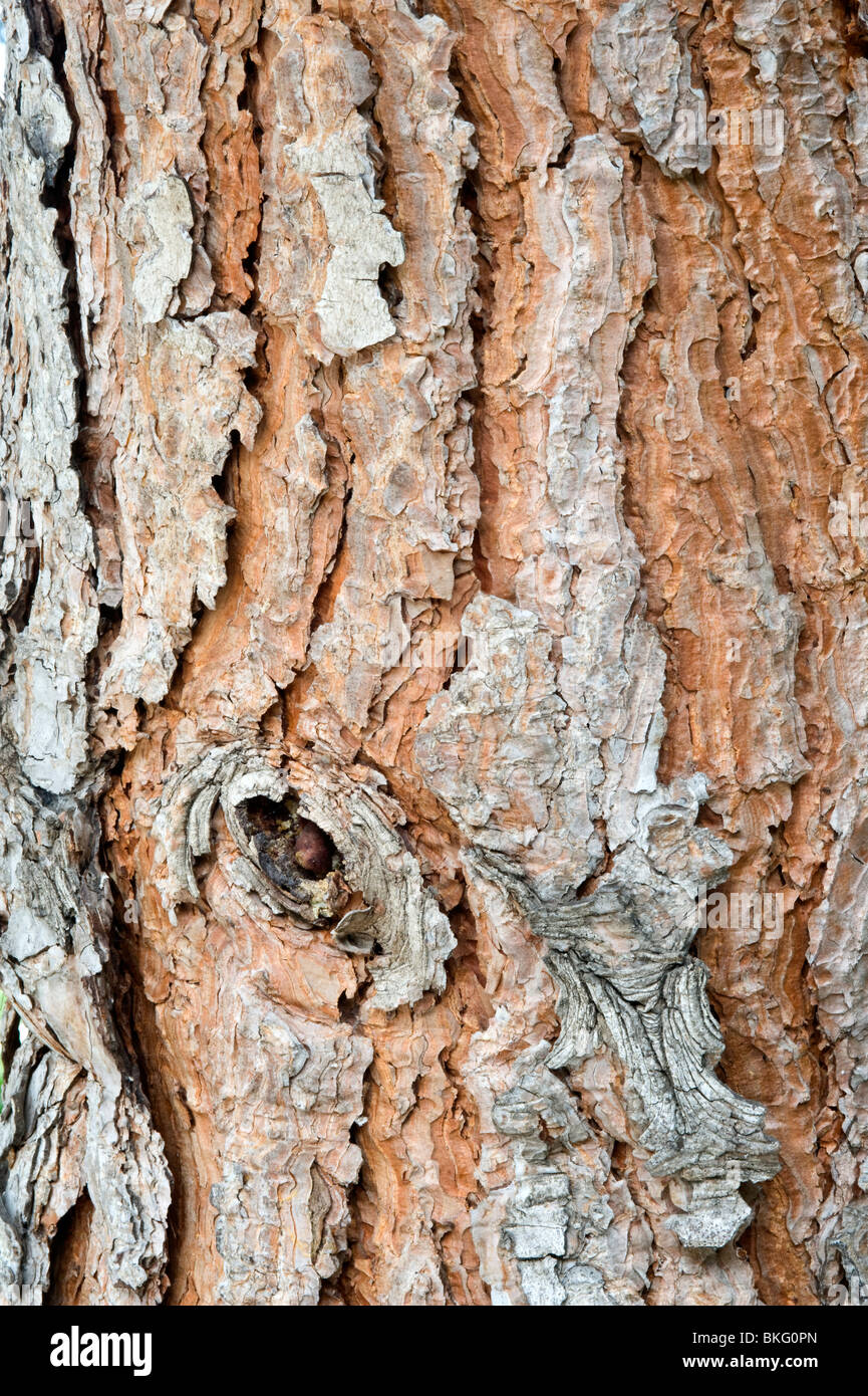 Stone pine (Pinus pinea) close-up of bark Mediterranean garden Stock Photo