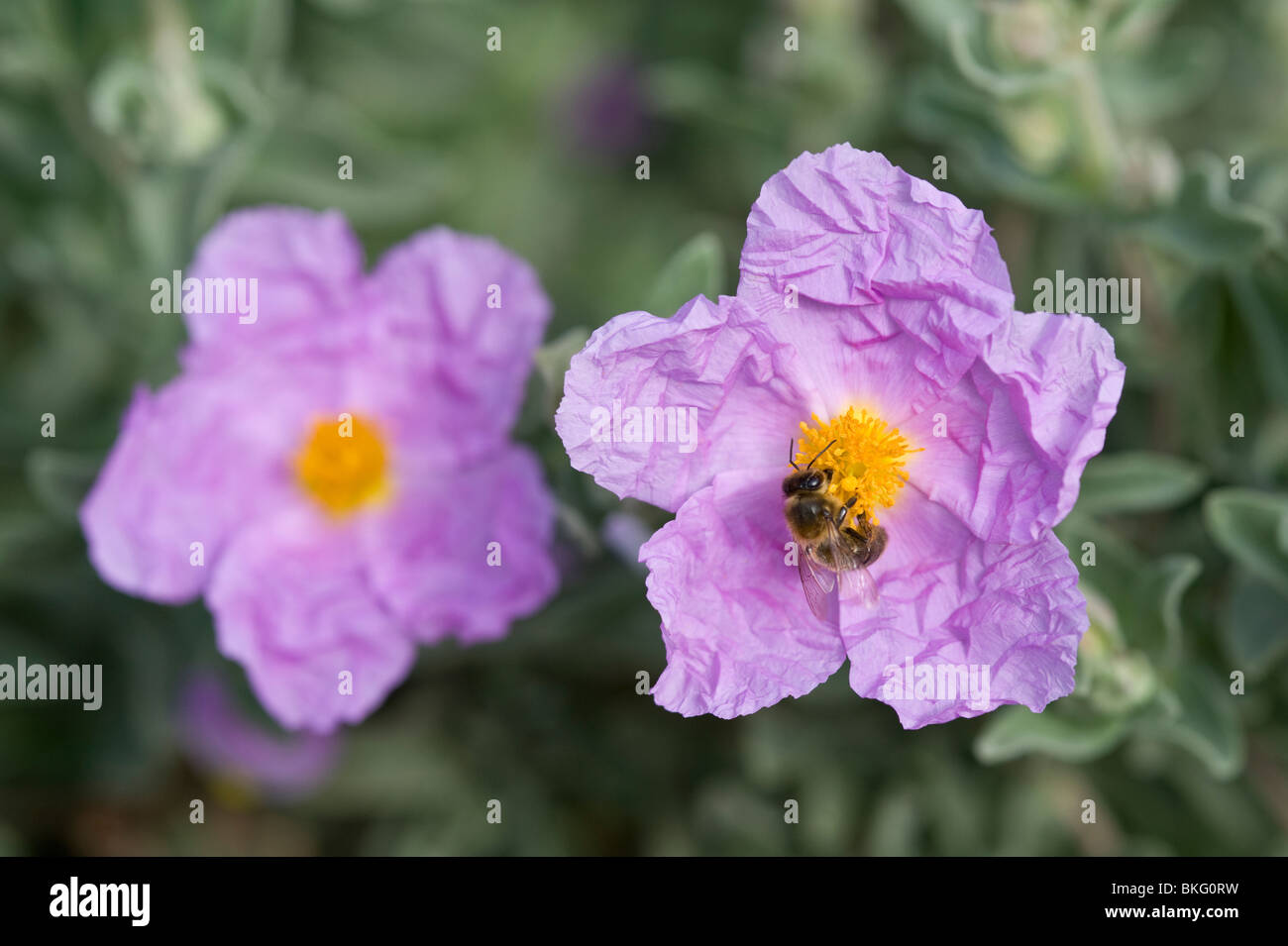 Rockrose (Cistus albidus) flowers with bee Mediterranean garden Stock Photo