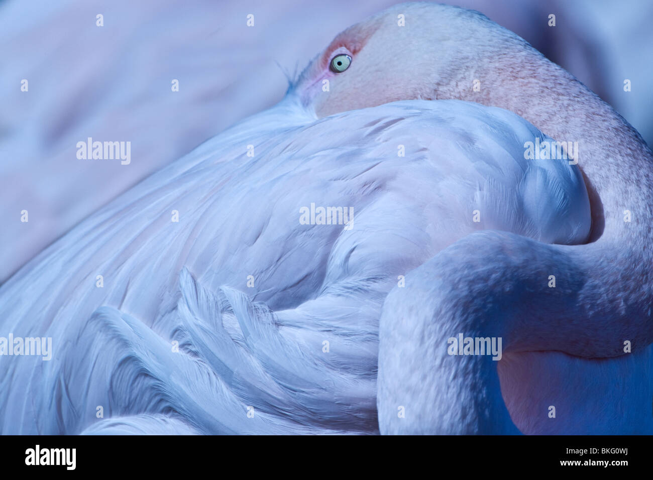 A close up photo of a flamingo resting its neck on its body, its open eye keeping a wary lookout Stock Photo
