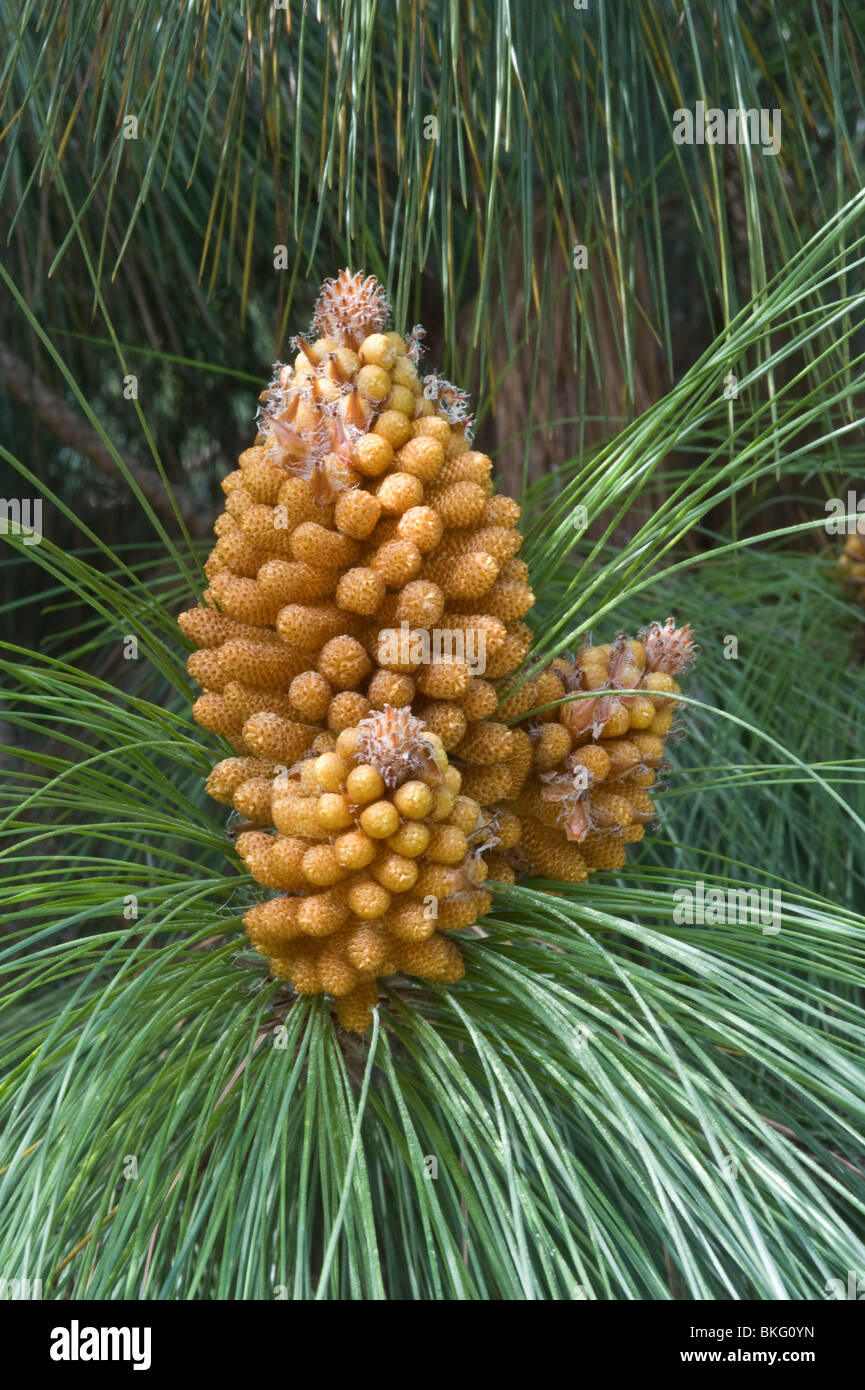 Canary Island pine (Pinus canariensis) male pollen bearing flowers Mediterranean garden Stock Photo