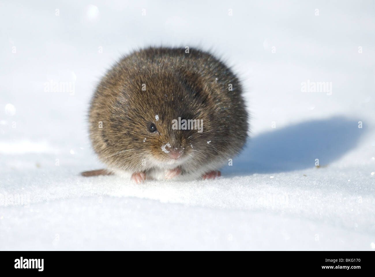 A Meadow Vole in the snow. Stock Photo