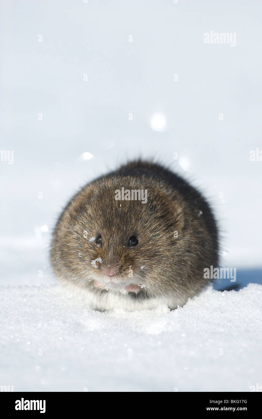 A Meadow Vole in the snow. Stock Photo