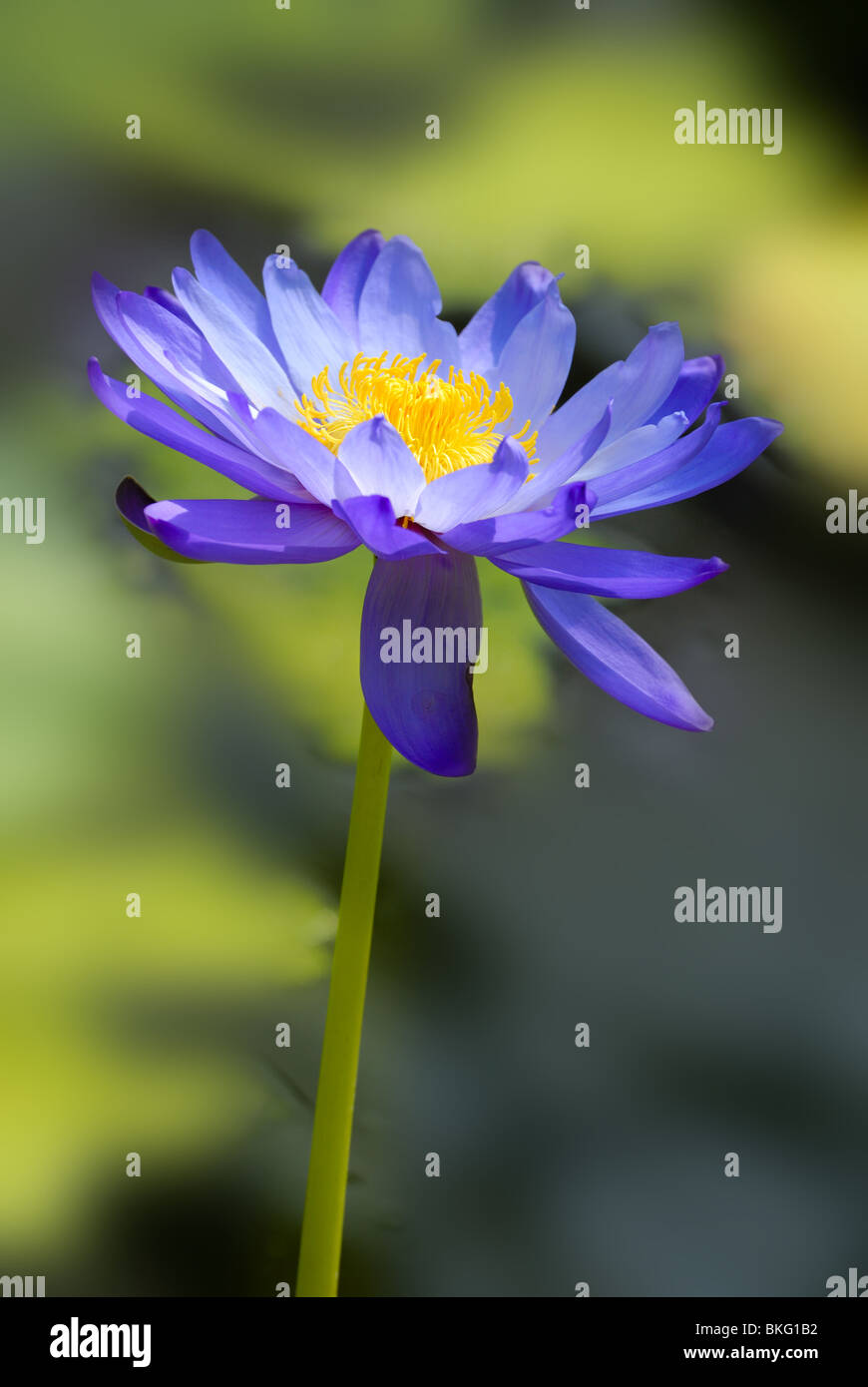 Blue Water Lily Stock Photos & Blue Water Lily Stock Images - Alamy