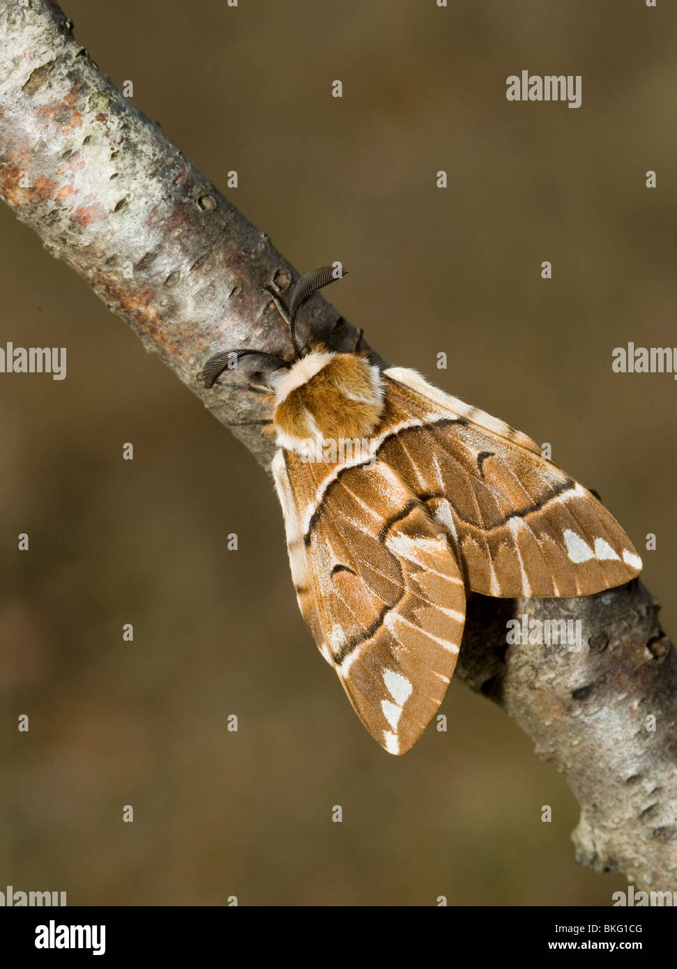 Endromis hi-res stock photography and images - Alamy