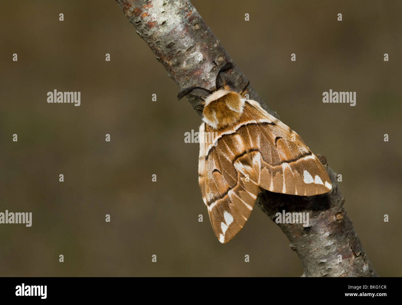 Kentish glory endromis versicolora male hi-res stock photography and ...