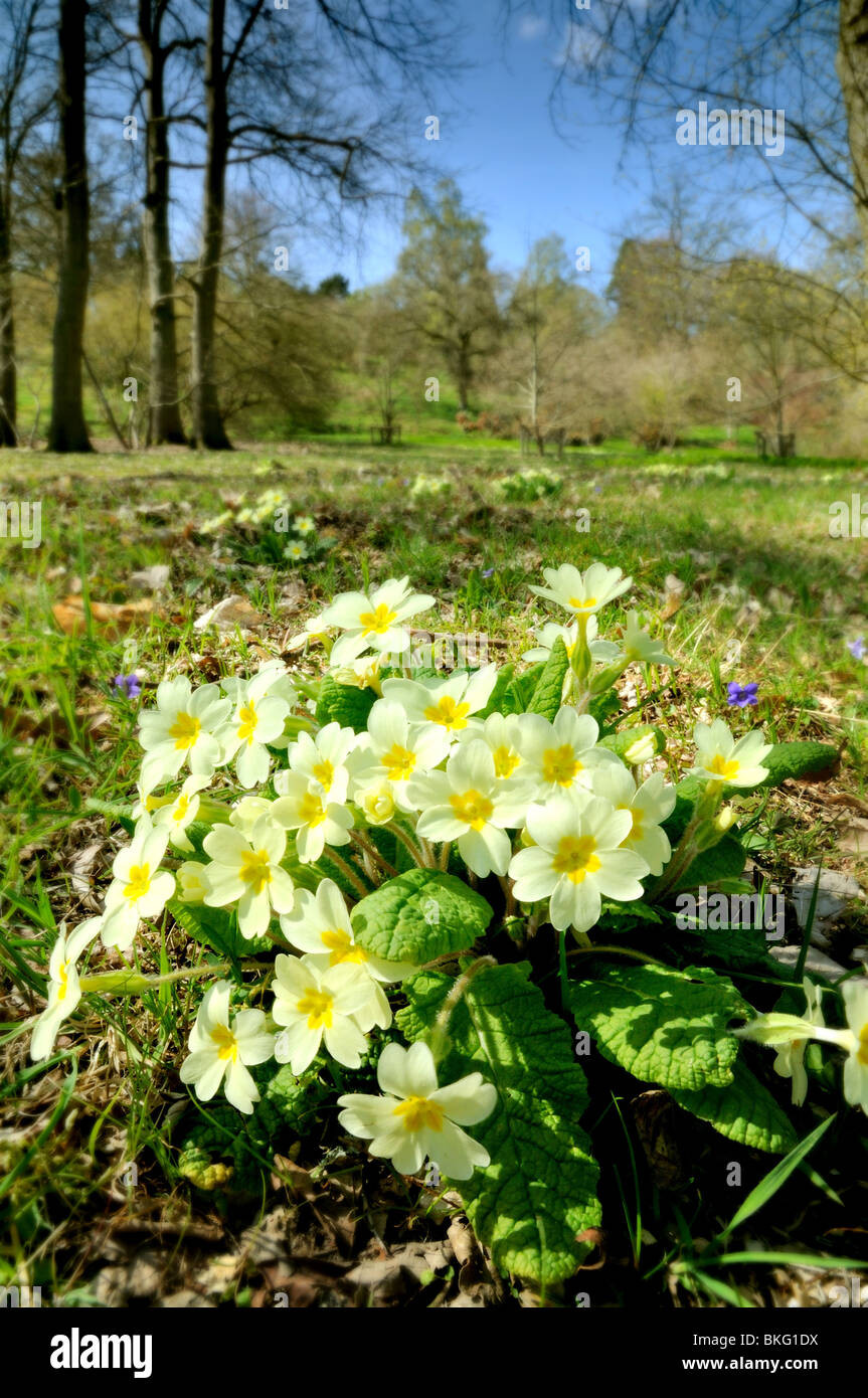 Close up of Primroses in woodland setting in the Surrey Hills England UK Stock Photo