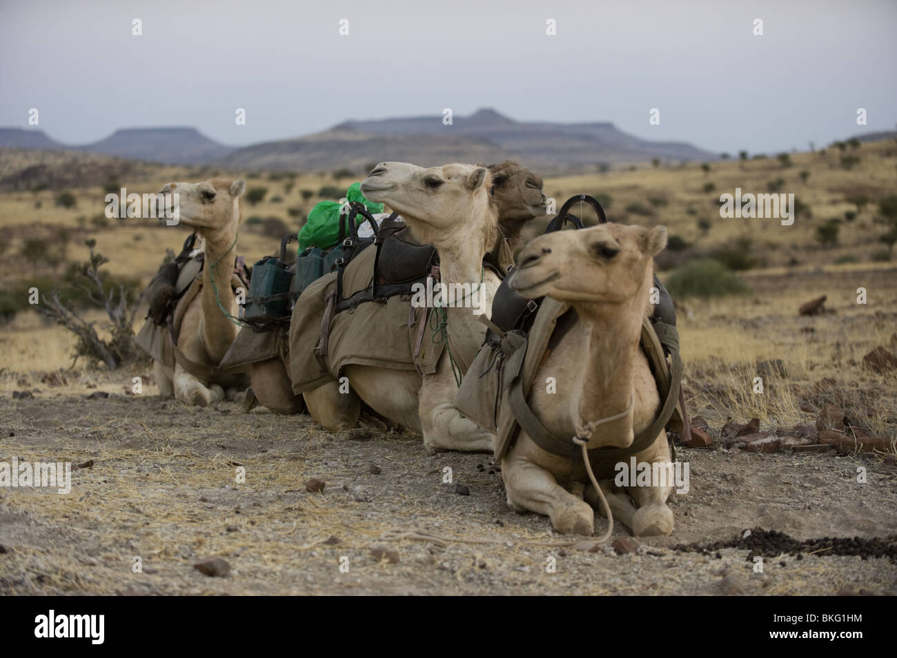 Camel train/caravan waiting to start the day's march, Palmwag, Namibia. Stock Photo