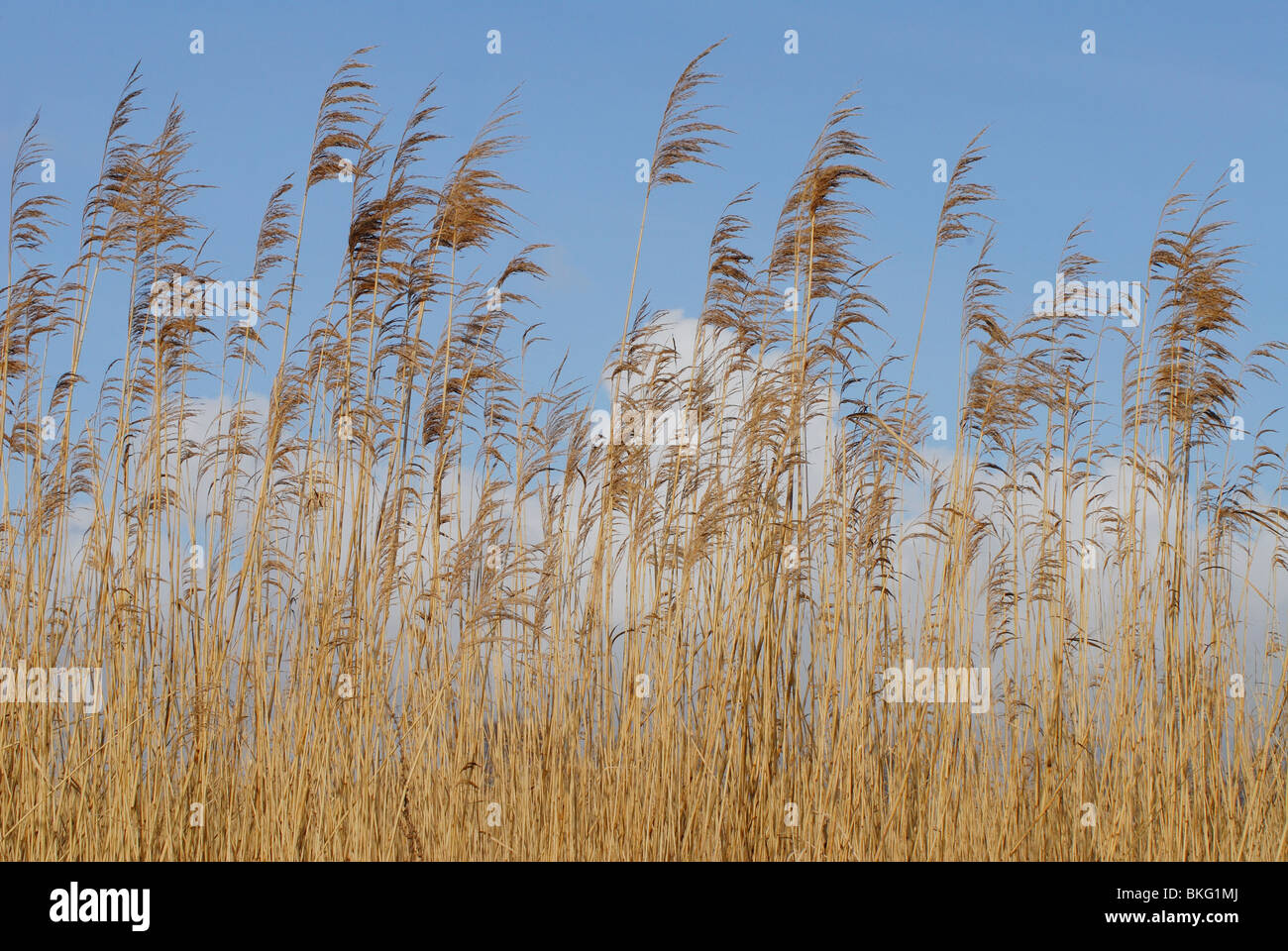 Old reed against a blue sky Stock Photo - Alamy