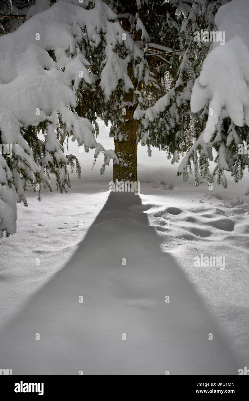 Snow Covered Evergreen Tree With Dramatic Light Shining From Behind It, Pennsylvania, USA Stock Photo