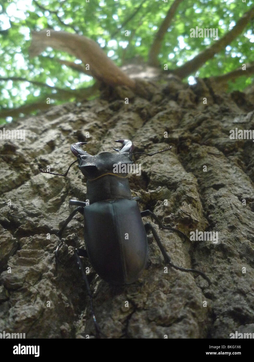 Male stag beetle on old english oak Stock Photo