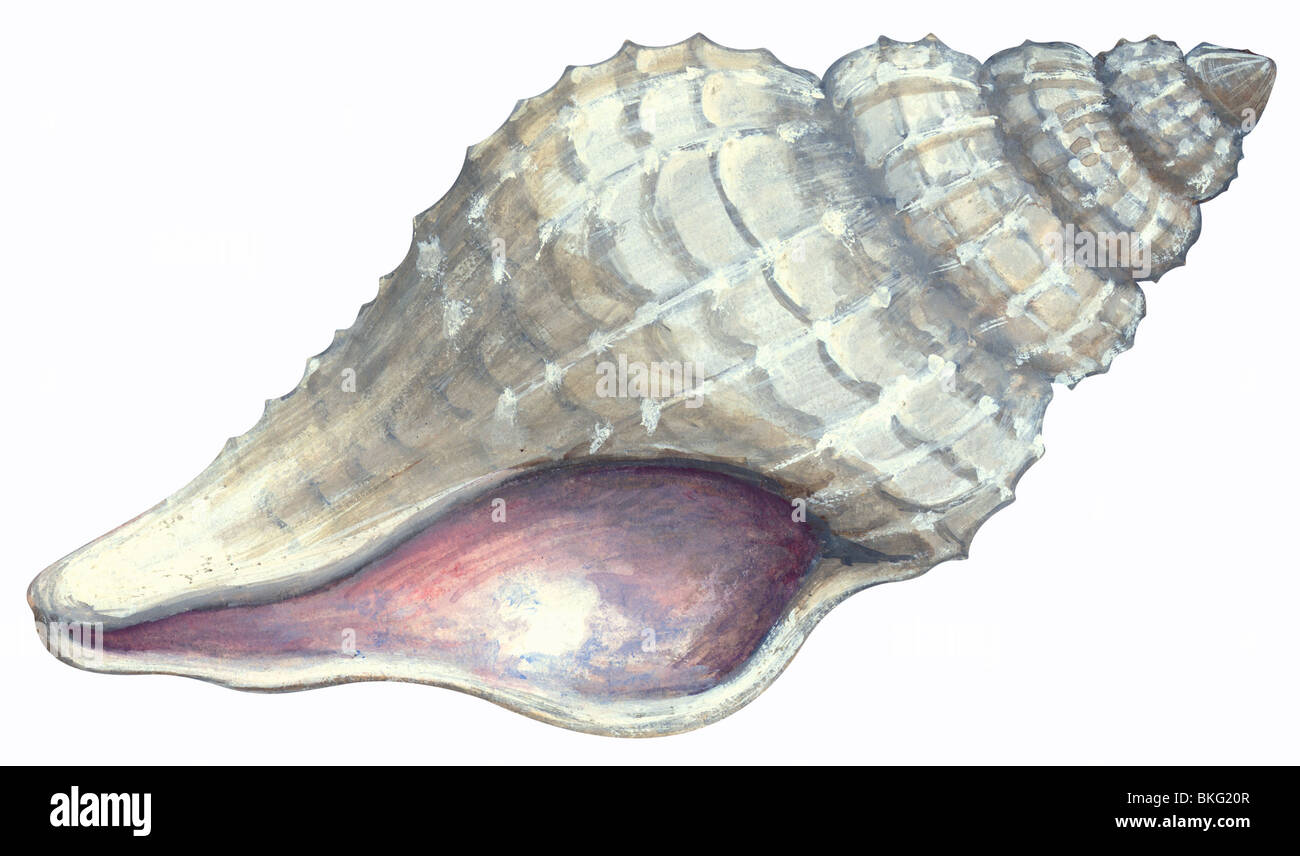 Atlantic oyster drill Stock Photo Alamy