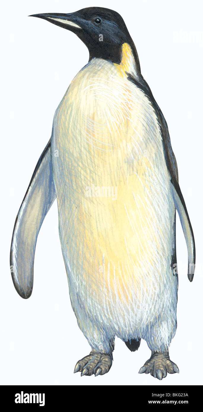 Emperor penguin Stock Photo