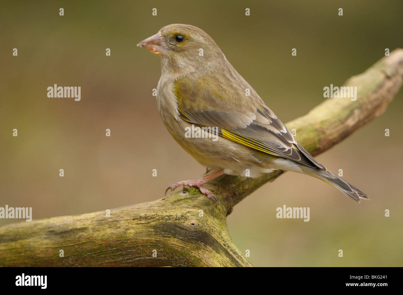 Female Greenfinch on dead branch Stock Photo