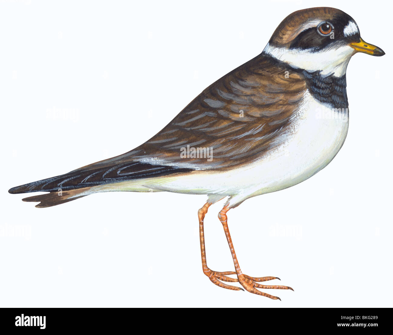 Playero chichicuilote hi-res stock photography and images - Alamy