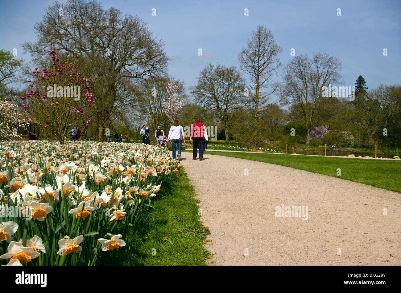 People Walking Beside A Bed Of Daffodils RHS Wisley Gardens Surrey England Stock Photo