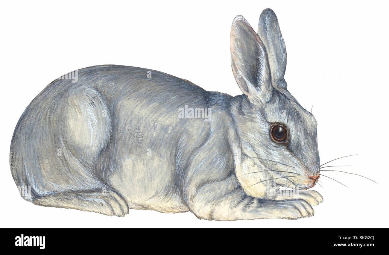 European rabbit Stock Photo