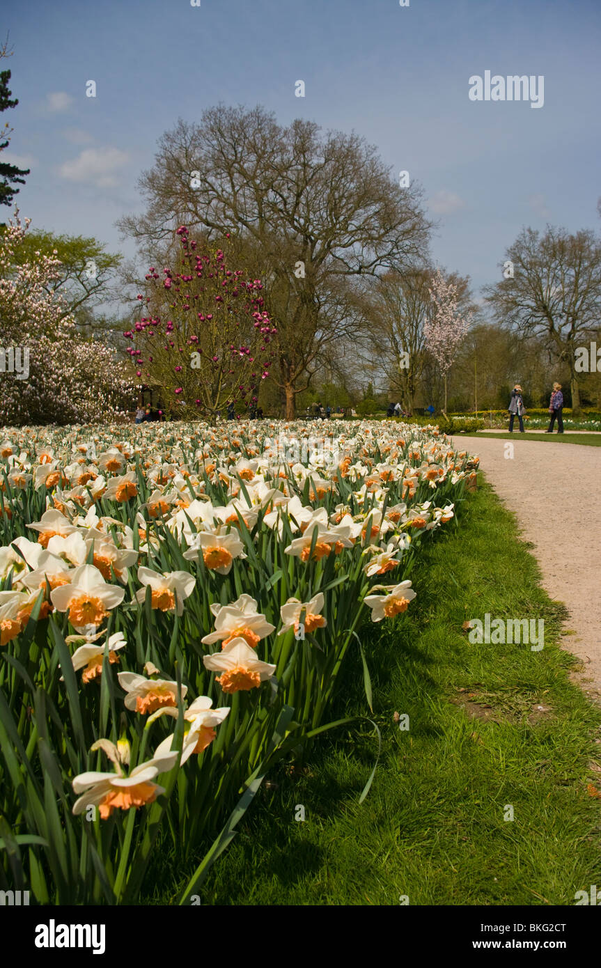 Path Beside A Bed Of Daffodils RHS Wisley Gardens Surrey England Stock Photo