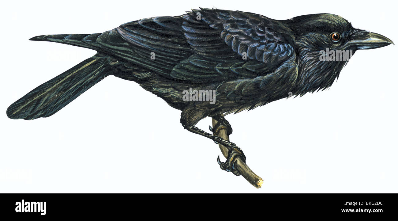 Common raven Stock Photo