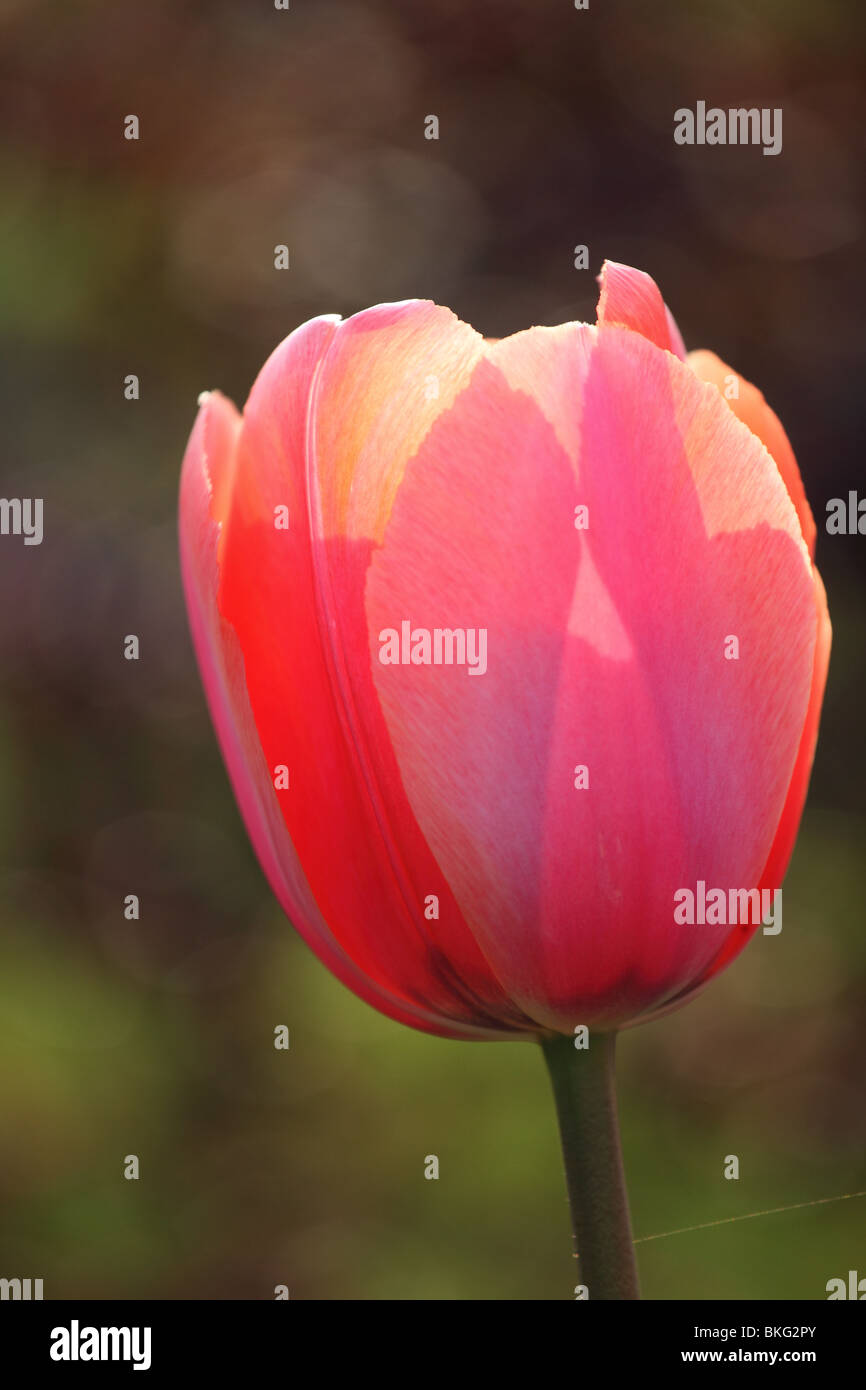 Pink tulip in a backlight Stock Photo - Alamy
