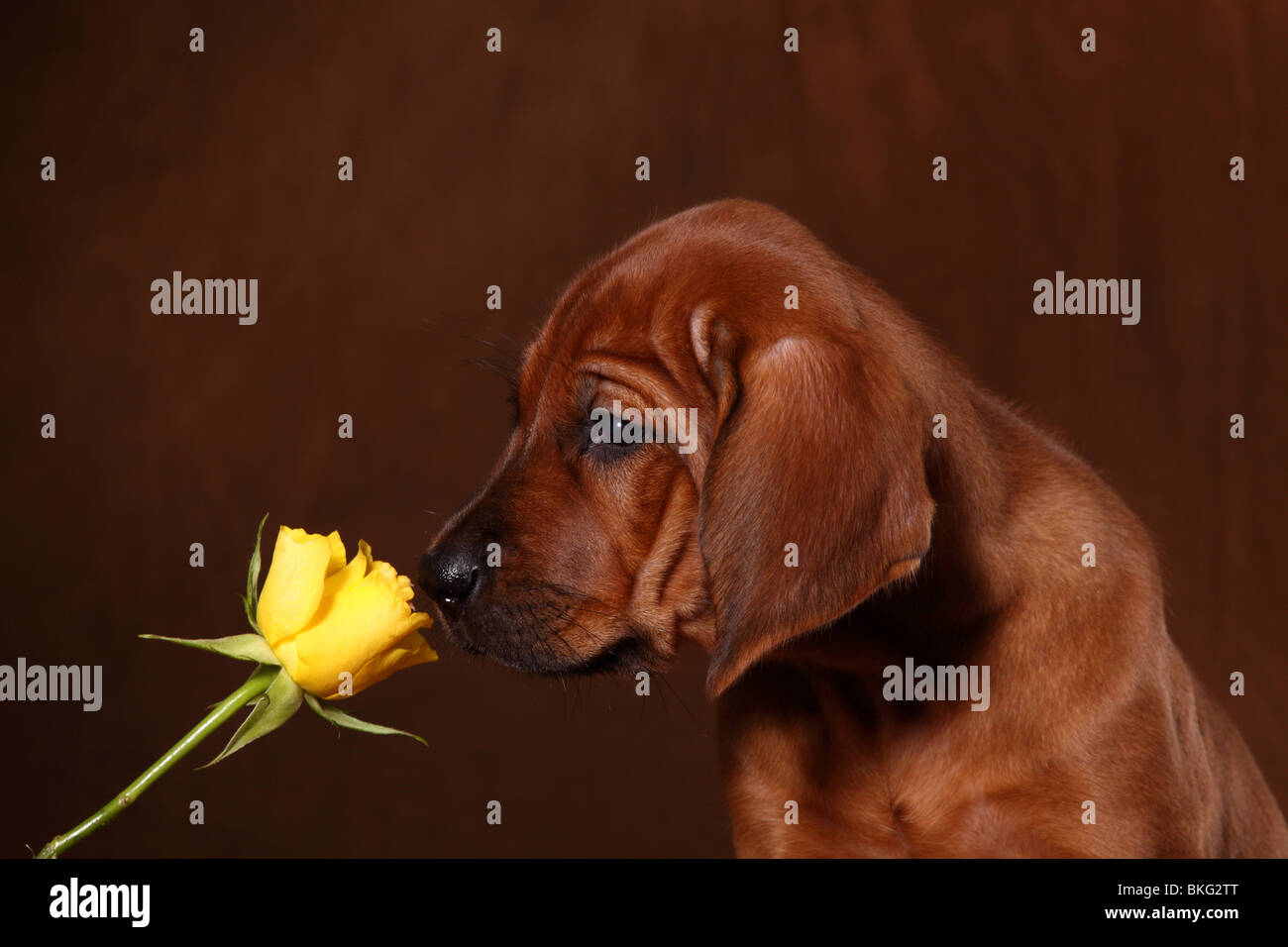 Gross rosen hi-res stock photography and images - Alamy
