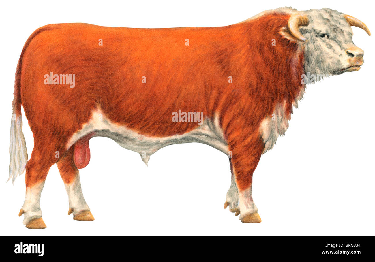 Hereford bull Stock Photo