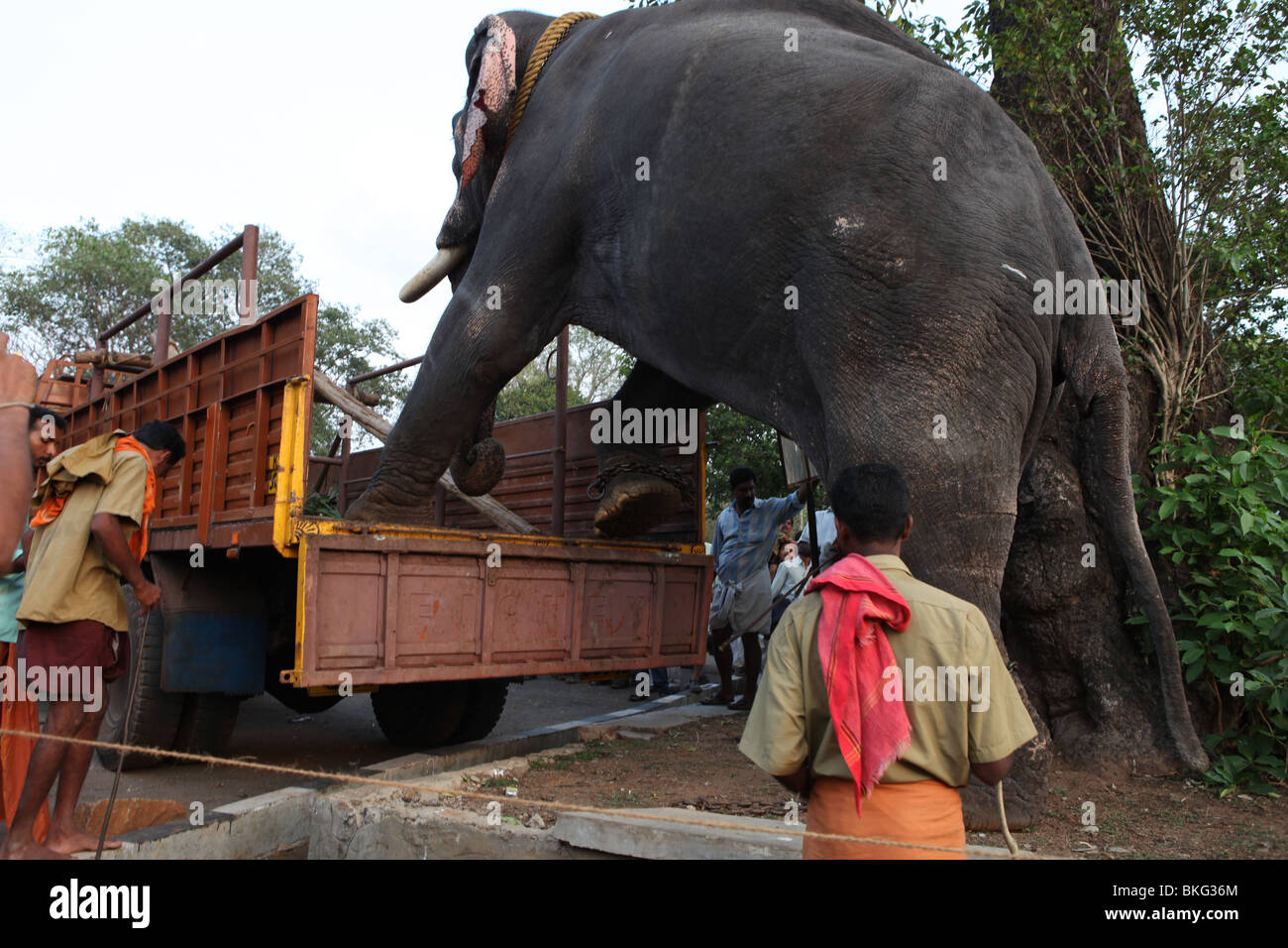 an elephant getting down from a lorry at thrissur,kerala Stock Photo