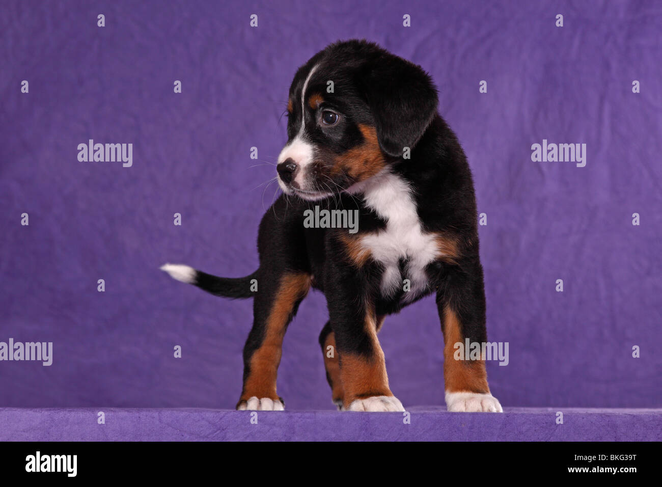 Großer Schweizer Sennenhund Welpe / Great Swiss Mountain Dog Puppy Stock  Photo - Alamy