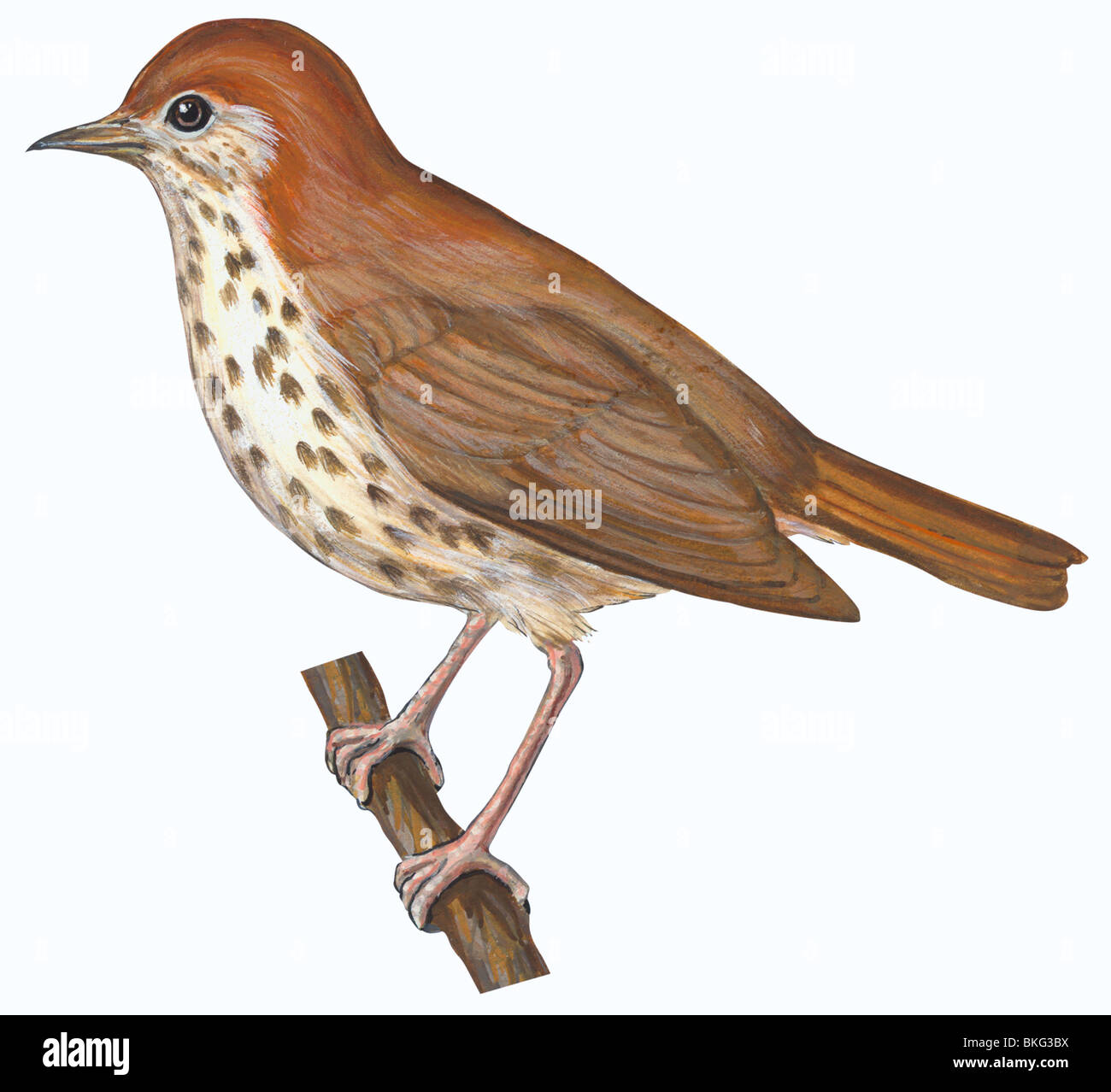 Thrush illustration hires stock photography and images Alamy