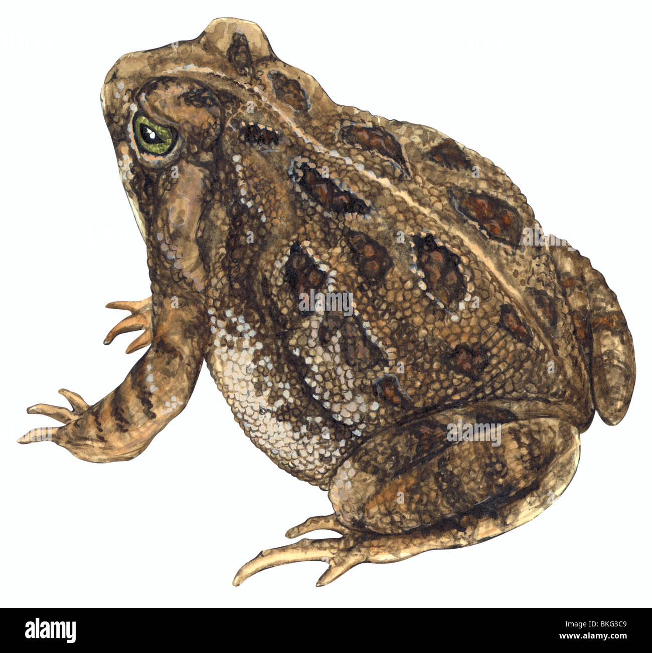 Fowlers Cut Out Stock Images & Pictures - Alamy