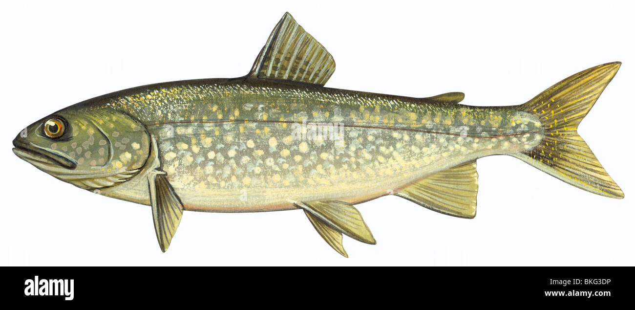 Lake trout Stock Photo