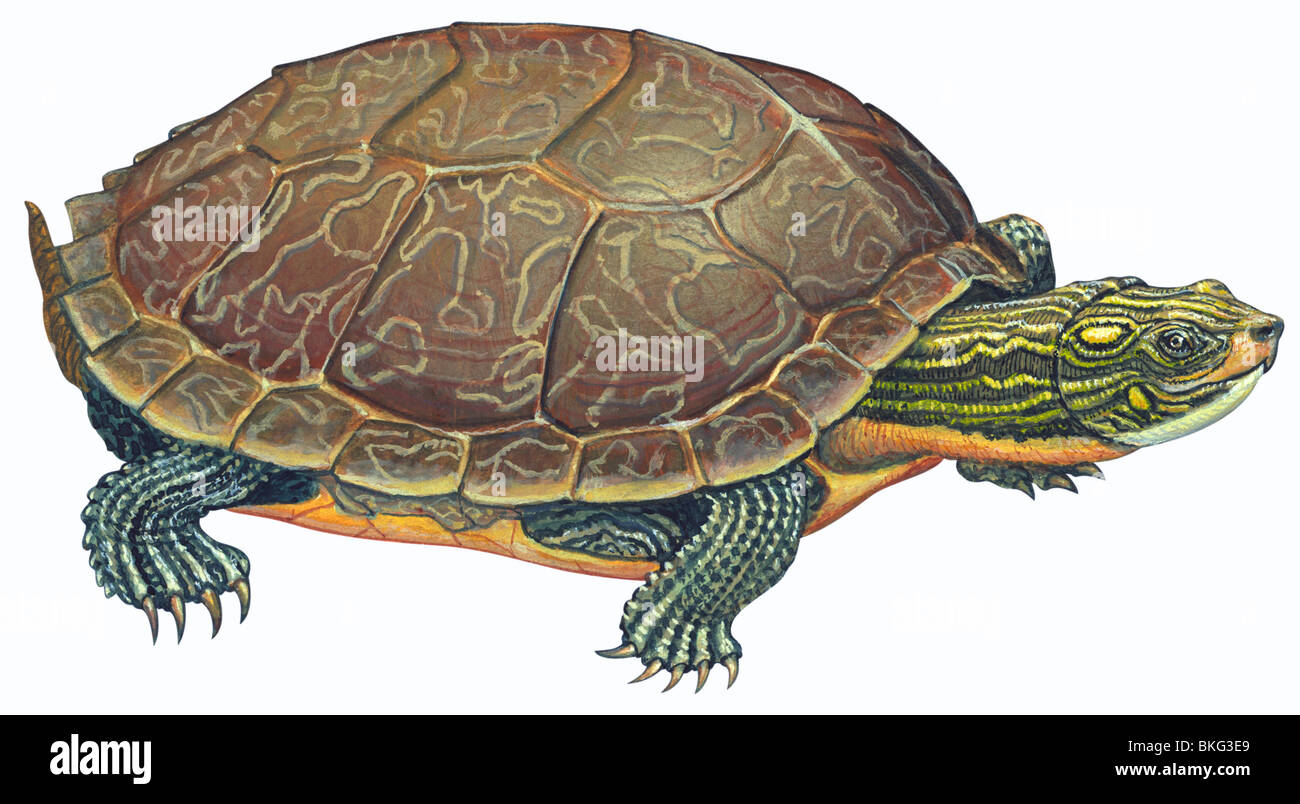 Common Map turtle Stock Photo Alamy