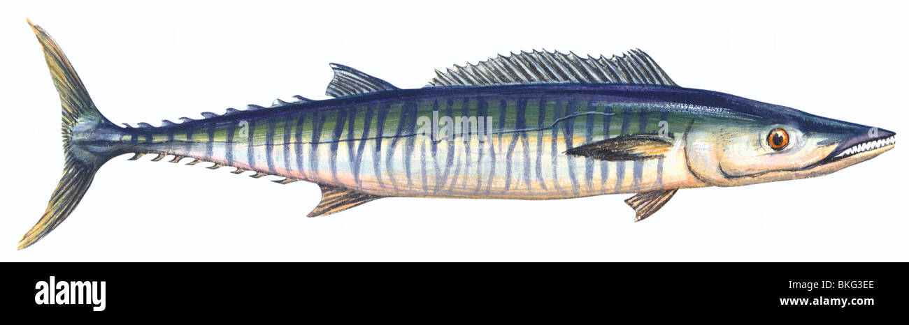 Wahoo Stock Photo - Alamy