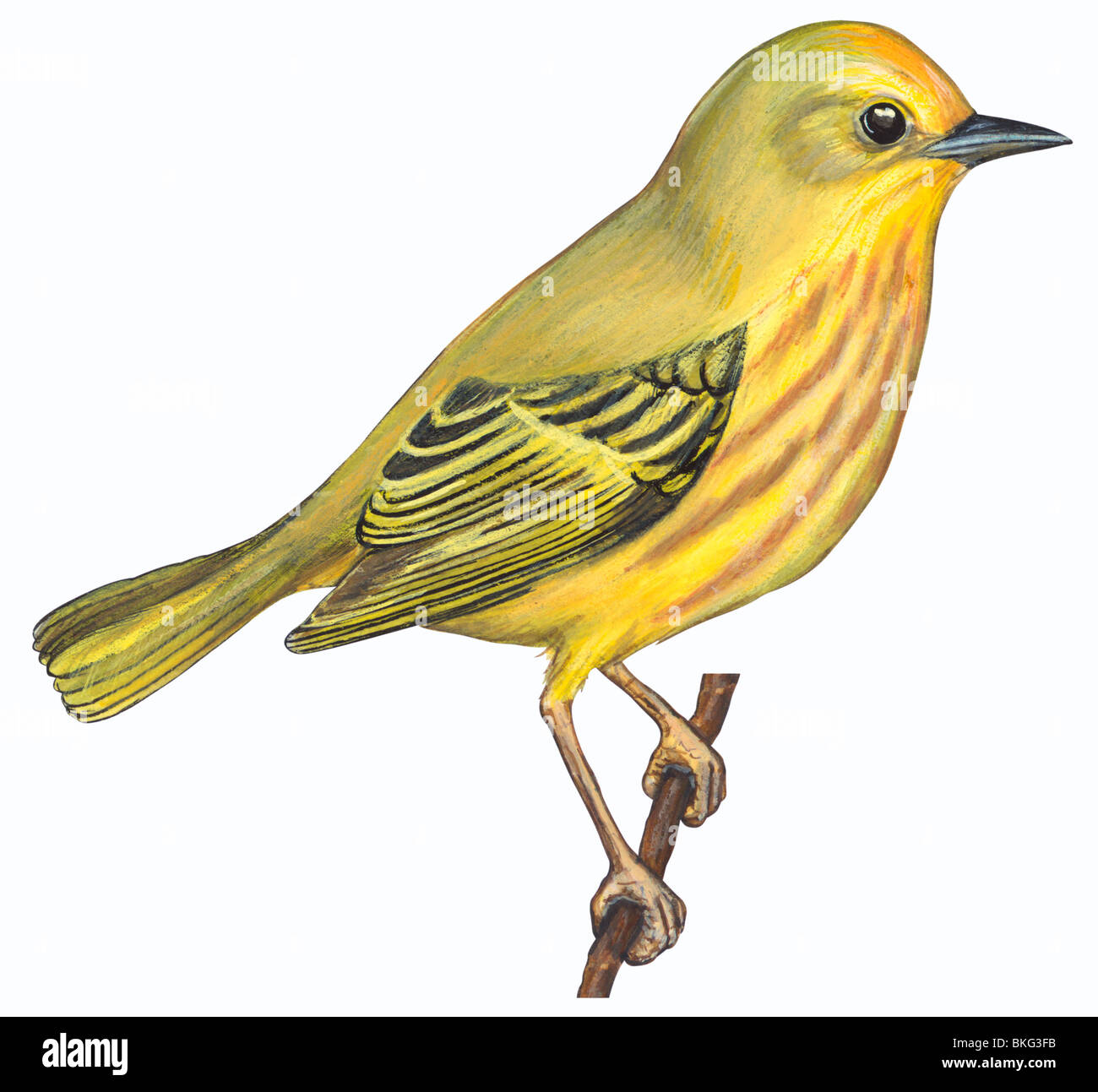 Yellow warblers dendroica petechia Cut Out Stock Images & Pictures - Alamy