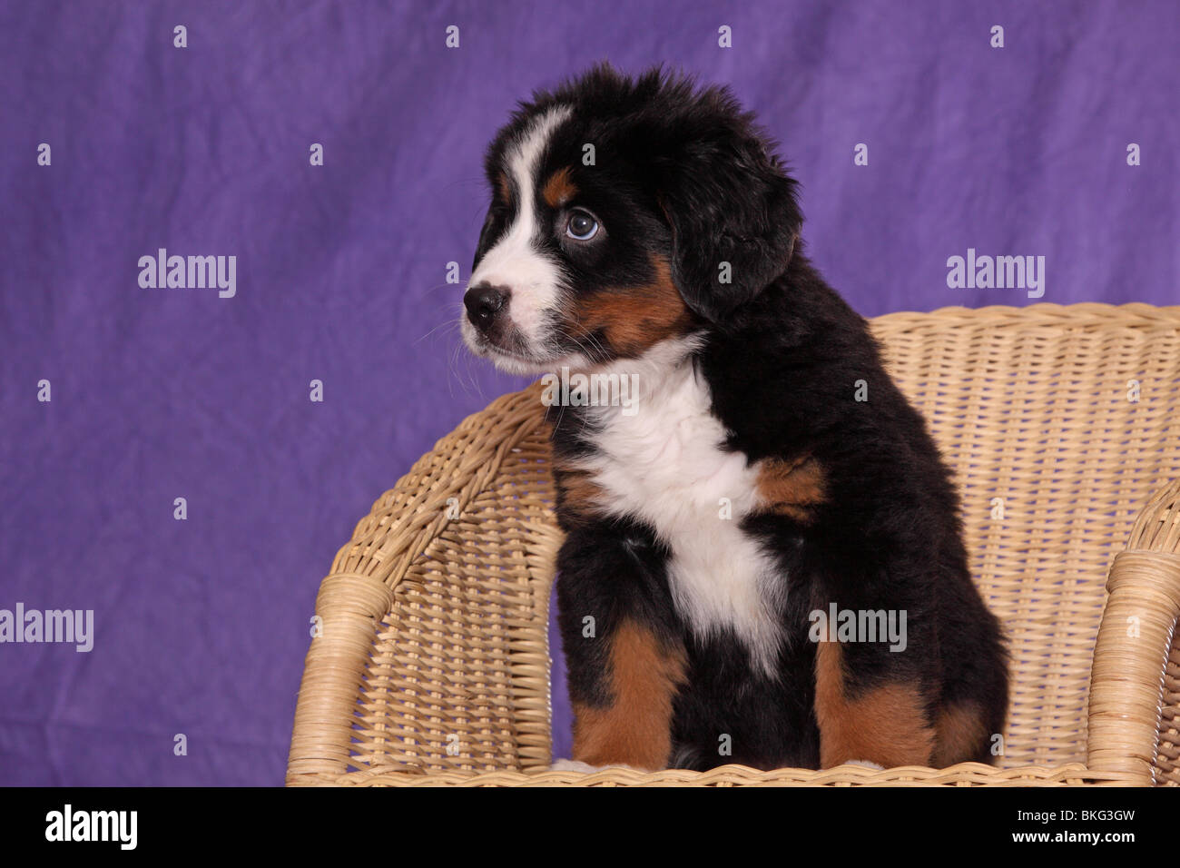 Grosser schweizer sennenhund hires stock photography and images Alamy