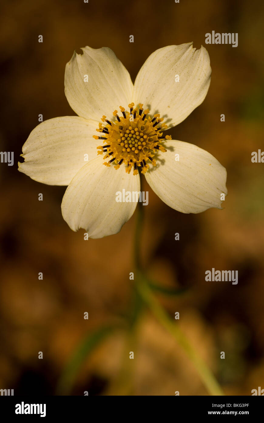Bur Marigold or Arizona beggartick  (Bidens aurea) Stock Photo