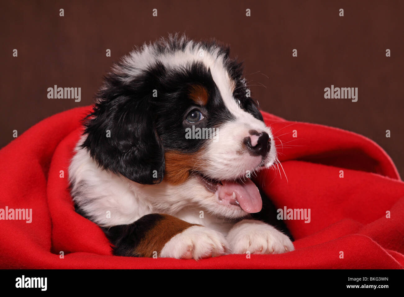 Grosser schweizer sennenhund hires stock photography and images Alamy