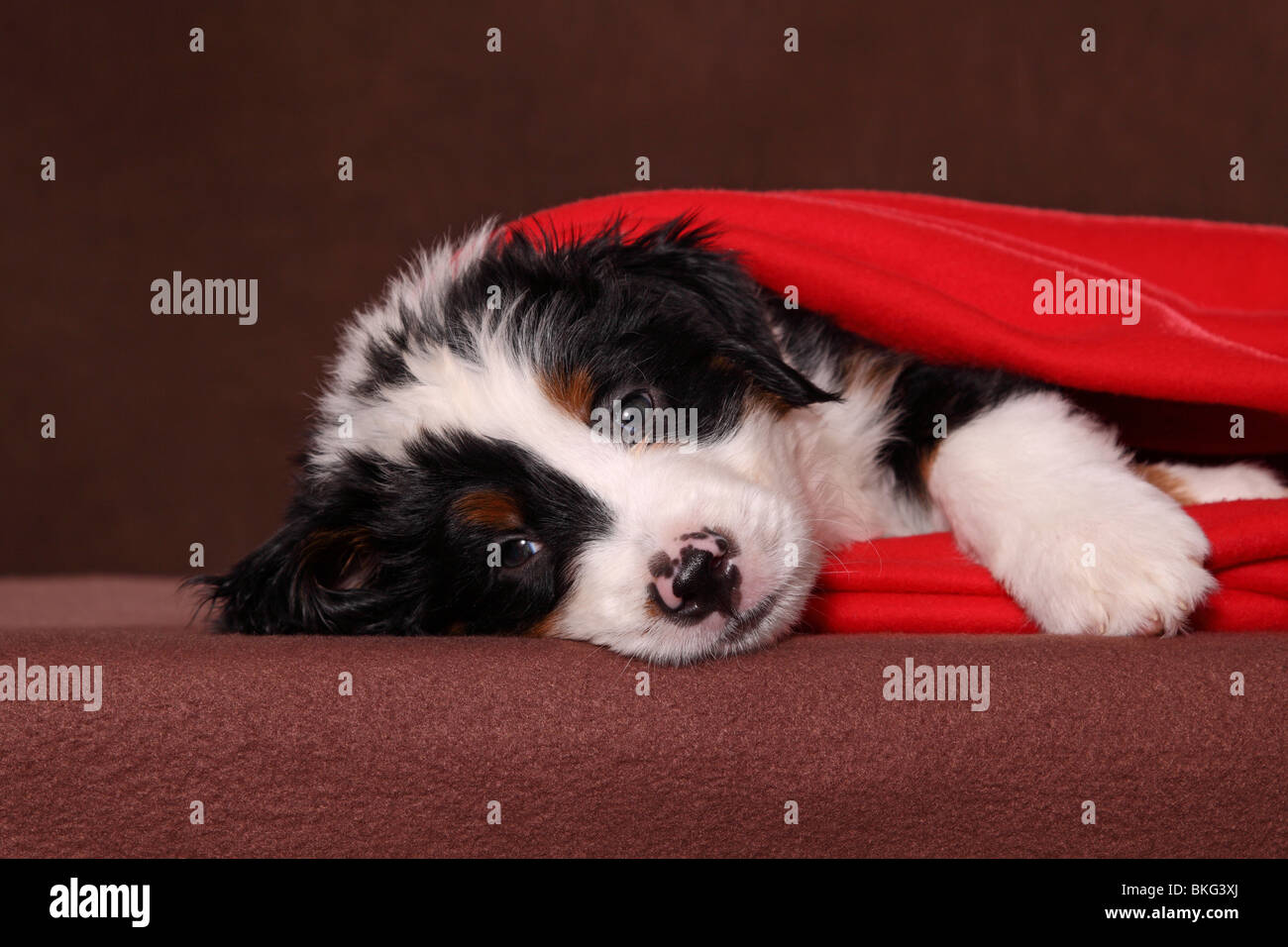 Grosser schweizer sennenhund hires stock photography and images Alamy