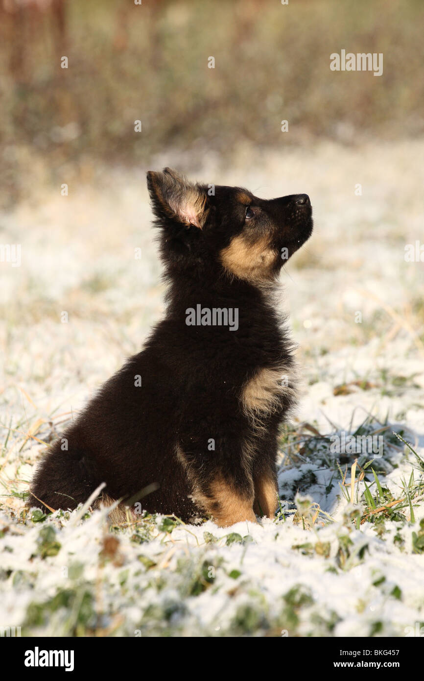 Chodsky Pes Welpe / Chodsky Pes Puppy Stock Photo