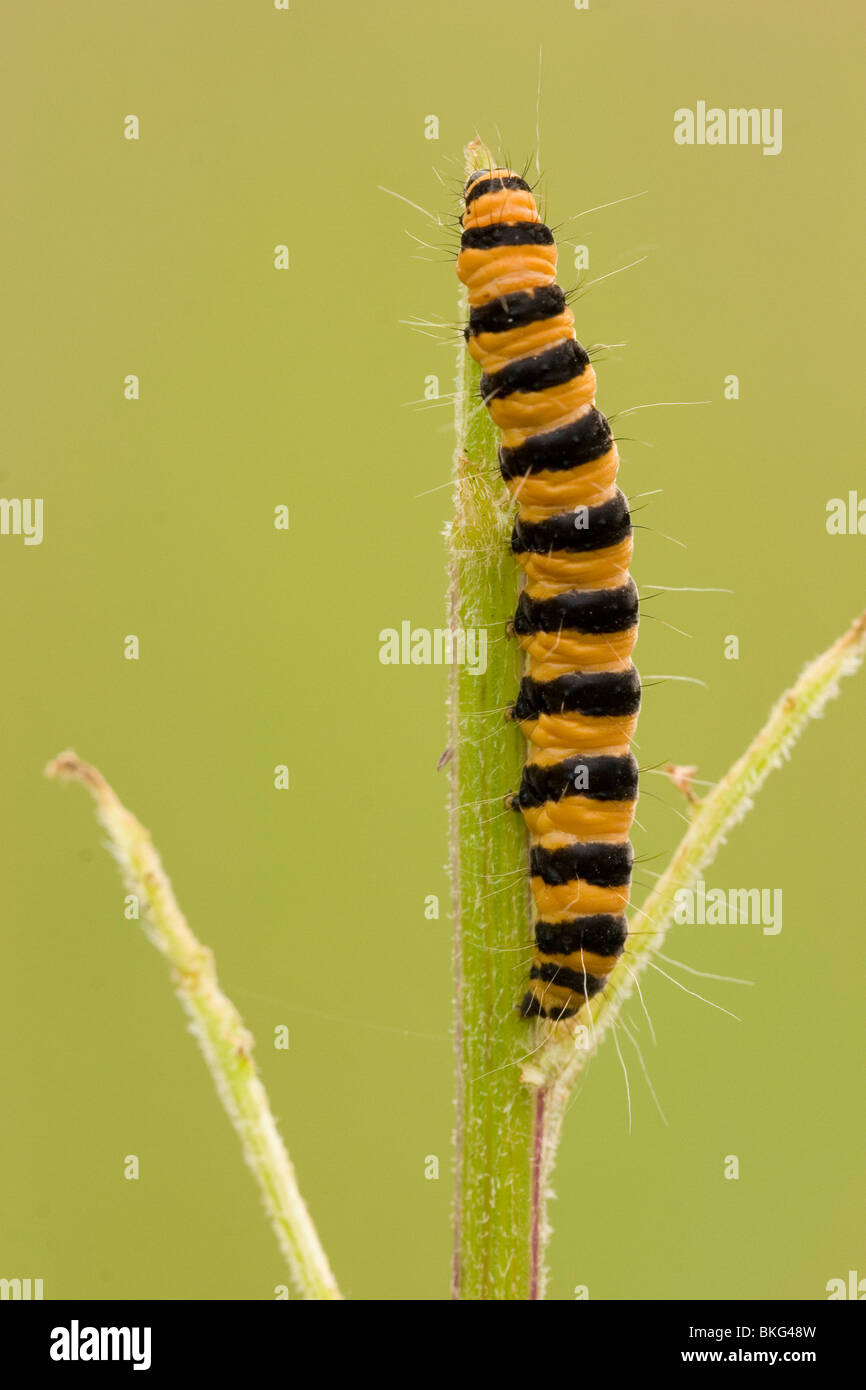 Caterpillar from the Cinnabar Moth Stock Photo Alamy