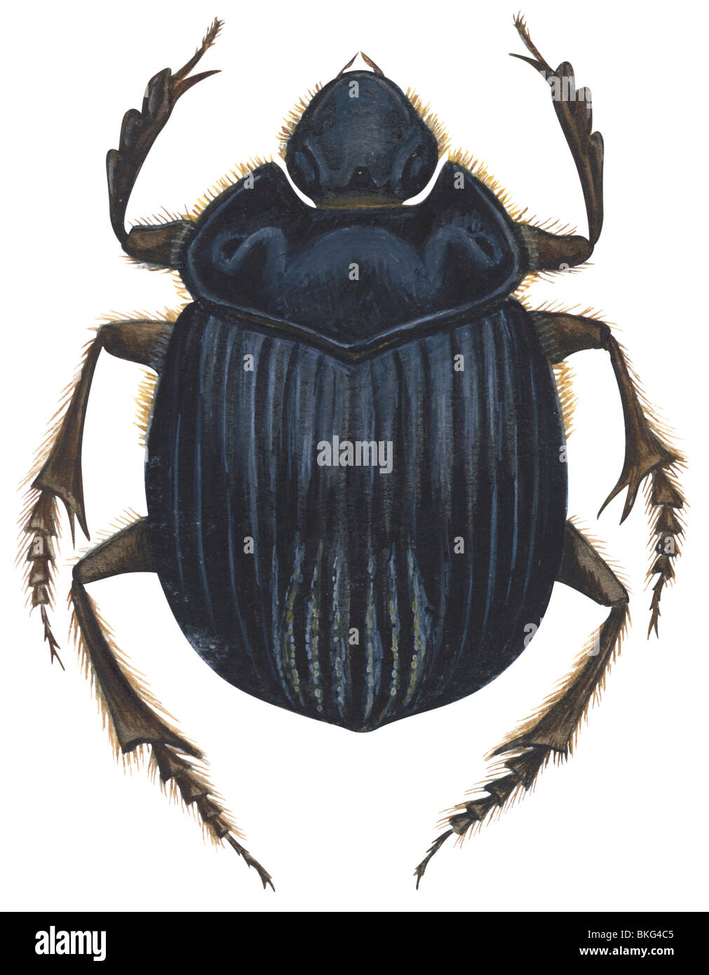 Scarab beetle Stock Photo