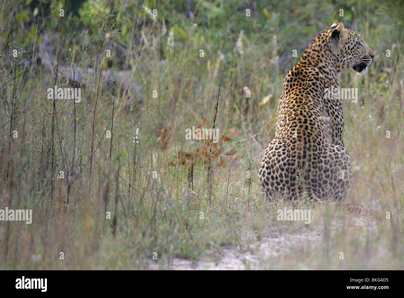 african Leopard, kruger, park, south, africa Stock Photo